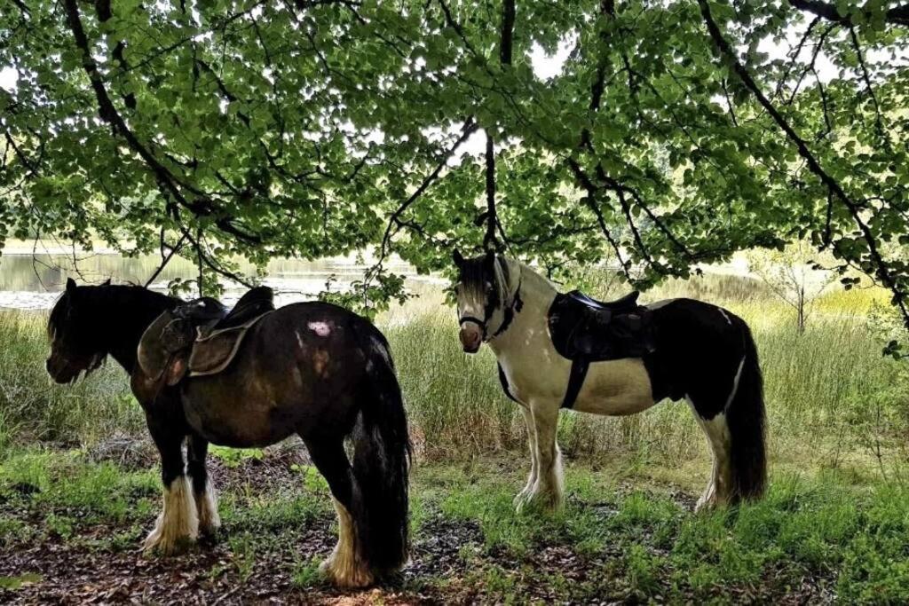 Les Vergers D'Epona "Fremifontaine Vosges" Eksteriør billede