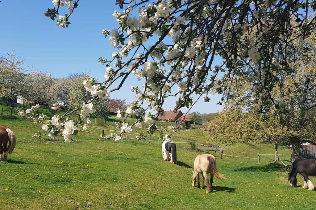 Les Vergers D'Epona "Fremifontaine Vosges" Eksteriør billede