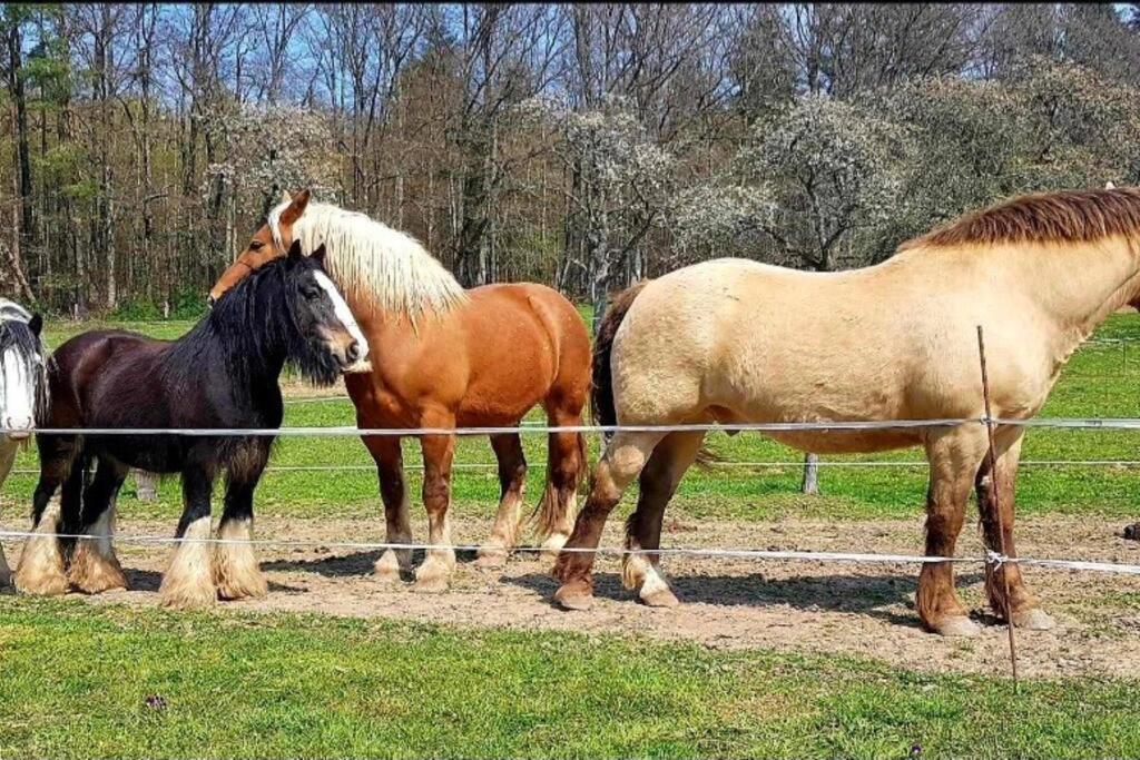 Les Vergers D'Epona "Fremifontaine Vosges" Eksteriør billede
